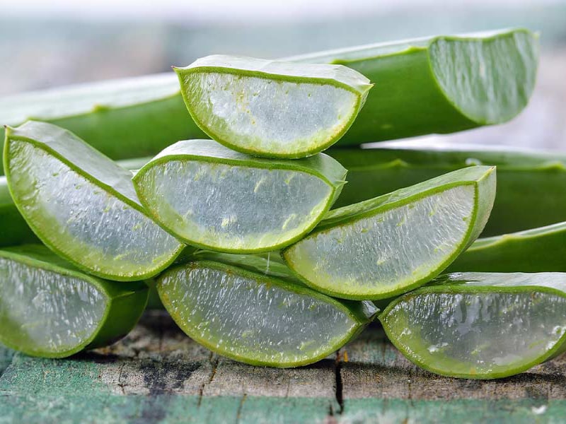 Aloe Vera for Soothing Bites