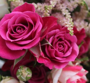Interesting Rose Flower Facts